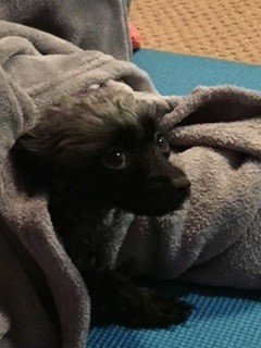 rosie